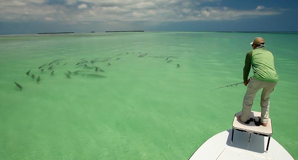 Powerful message from KEY WEST! Tarpon migration. — Flymag.Net